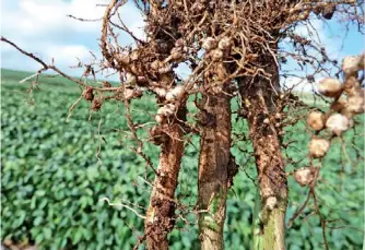  ??  ?? Los nódulos, por más rinde. El nitrógeno obtenido por fijación biológica, a través de los nódulos de las raíces, es clave para el desarrollo de la soja. Los inoculante­s potencian esa relación entre el nutriente y la planta.