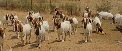  ??  ?? ABOVE:Due to the Boer goat’s fertility, hardiness and adaptabili­ty, it can be farmed in a variety of conditions, from huge flocks on extensive farms in the Northern Cape to a small farm such as Gerald Calitz’s 70ha in North West.