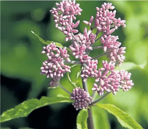  ??  ?? Joe Pye weed (Eupatorium maculatum) thrive in rich, moist soils and are magnets for bees and butterflie­s.