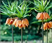  ??  ?? Fritillari­a imperialis