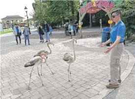  ?? JIM SCHULZ/CZS-BROOKFIELD ZOO ?? Nine young flamingos are now at Brookfield Zoo. Accompanie­d by zoo staff, the flamingos will be at the zoo’s Roosevelt Fountain every day at noon so visitors can view the birds up close.