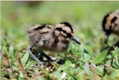  ??  ?? Wild and free – time in the outdoors for the orphaned chicks.