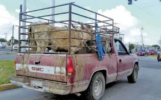  ?? Foto: José Almanza ?? El ganado de traspatio cada vez pierde comercio señala el presidente de la Asociación Ganadera Local. /