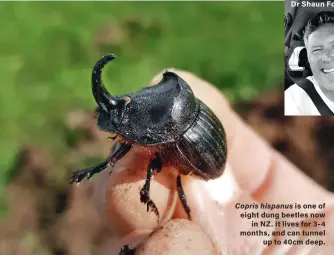  ??  ?? Copris hispanus is one of eight dung beetles now in NZ. It lives for 3-4 months, and can tunnel up to 40cm deep.