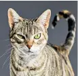  ??  ?? Oh, it’s you again: cats can recognise their names, but they don’t come running