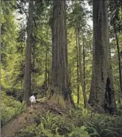  ?? Carmen Martínez Torrón Getty Images ?? VISITORS have damaged Redwood National Park by seeking out the 380-foot tree Hyperion, officials say.