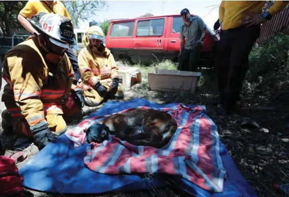  ?? ALONSO TENORIO ?? Bomberos vigilan al puma que fue capturado ayer en el centro de Tibás, tras un intenso operativo de cuatro horas.