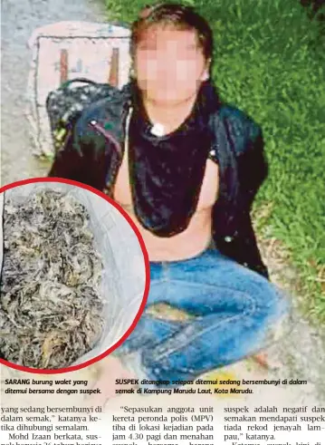  ??  ?? SARANG burung walet yang ditemui bersama dengan suspek. SUSPEK ditangkap selepas ditemui sedang bersembuny­i di dalam semak di Kampung Marudu Laut, Kota Marudu.