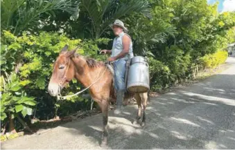  ?? MARIELA MEJÍA ?? Un campesino carga sobre una mula la leche ordeñada en una hacienda de Gaspar Hernández.