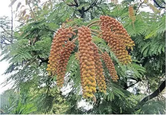  ??  ?? THE Colvillea racemosa, with its hanging sprays of bright orange flowers, is providing spectacula­r displays in Durban and will do so until around Mother’s Day. It is from Madagascar, but even though it’s exotic, its beautiful flowers are something we should enjoy as one of Mother Nature’s gifts.