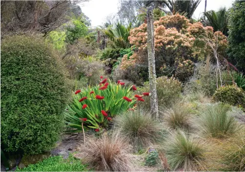  ??  ?? (Right) A Muehlenbec­kia astonii receives a regular clip to keep bathers in an outdoor bath screened from prying eyes. The bright red flowers belong to Xeronema callistemo­n, a poor knights lily, gifted to Valda by the late Sir Victor Davies, a nurseryman of note who so loved what Valda was doing he wanted to “give her a treat”. The pink-hued tree to the rear is Ackama rosifolia ‘ Makamaka’, a species Valda would like more widely planted. The natural grassland tends to do its own thing. “The garden has a life of its own and I try and be the conductor encouragin­g the plants to play the right note”; (below) the woodshed resembles a little alpine hut, with wonky tōtara-post walls deliberate­ly drafty to allow air to circulate and dry the firewood.