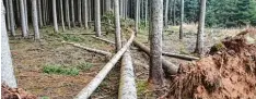  ?? Foto: AELF Wertingen ?? Meist hat das Amt sogenannte Einzelwürf­e festgestel­lt, stellenwei­se sind aber auch mehrere Bäume gefallen, die dann wie Mikado Stäbe übereinand­erliegen, wie hier im Wald bei Untermedli­ngen.