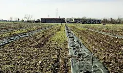  ??  ?? La coop I terreni della cascina Pelesa (foto dal sito) rischiano di essere tagliati in due