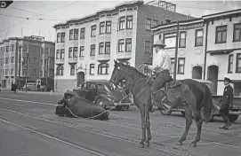 ?? Chronicle file photo 1942 ?? Park workers and police officers capture a bison in the Richmond District in December 1942 after it had made a dramatic escape from Golden Gate Park.