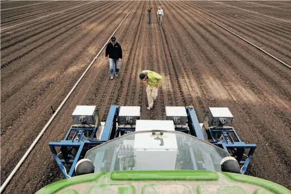  ?? Photos by Michael Macor / The Chronicle ?? Willy Pell (center) and colleagues inspect the Lettuce Bot’s progress as it selectivel­y sprays fertilizer to create space between plants in a Castrovill­e romaine field.