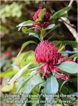  ??  ?? Telopea ‘Burgundy’ showing the new leaf stalk coming out of the flower.