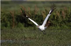  ?? Associated Press ?? ■ A whooping crane, a critically endangered species, flies away from its nest with eggs in a crawfish pond March 23, 2018, in St. Landry Parish, La. The sentence given Thursday to Kaenon Constantin of Rayne is the toughest ever in Louisiana for a crime involving one of the endangered birds, the Internatio­nal Crane Foundation said in a news release.