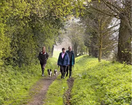  ??  ?? Dog walkers with a Cocker and Springer spaniel. The amiable breed gets along with other dogs, especially if introduced early.