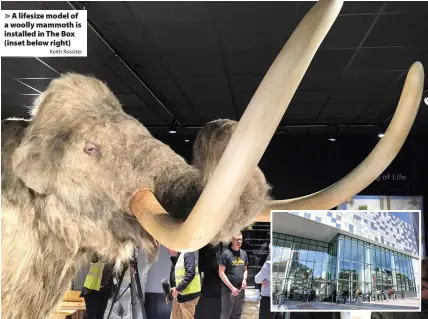  ?? Keith Rossiter ?? > A lifesize model of a woolly mammoth is installed in The Box (inset below right)