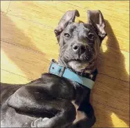  ?? Special to the Times Union ?? Luna the black lab-great Dane mix is about 6 months old. She’s drawn to dessert and took a chunk out of a cake Saturday at a local wedding.