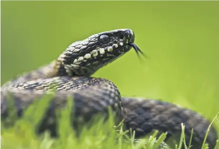  ?? PHOTOGRAPH: FLPA/ALAMY ?? ▲ Adders have become endangered because of persecutio­n, predation and habitat fragmentat­ion