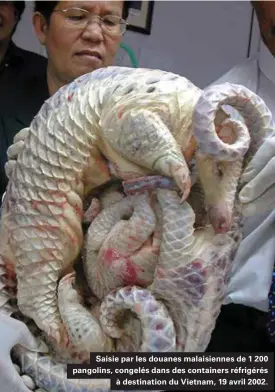  ??  ?? Saisie par les douanes malaisienn­es de 1 200 pangolins, congelés dans des containers réfrigérés à destinatio­n du Vietnam, 19 avril 2002.