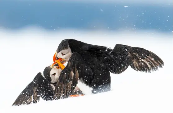  ??  ?? © Øyvind Pedersen / Bird Photograph­er of the Year