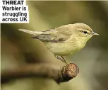  ?? ?? THREAT Warbler is struggling across UK