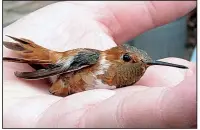  ?? Special to the Democrat-Gazette/JERRY BUTLER ?? Licensed biologist Tana Beasley holds a rufous hummingbir­d she captured and banded in March 2010.