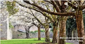  ?? ?? Blossom on trees beside the Bishop’s Palace