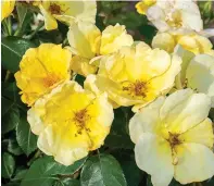  ?? ?? This image provided by Star Roses and Plants shows Easy Bee-zy Knockout Roses in bloom. (Star Roses and Plants via AP)