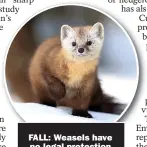  ?? ?? FALL: Weasels have
no legal protection