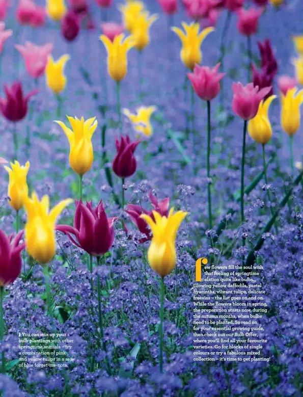  ??  ?? You can mix up your bulb plantings with other springtime annuals – try a combinatio­n of pink and yellow tulips in a sea of blue forget-me-nots.