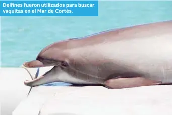  ??  ?? Delfines fueron utilizados para buscar vaquitas en el Mar de Cortés.