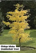  ?? ?? Ginkgo biloba (maidenhair tree)