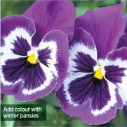  ??  ?? Add colour with winter pansies
Inject a little colour into your pots and containers with some