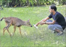  ?? AJAY AGGARWAL/HT PHOTO ?? A zookeeper feeds the Sambar fawn in Delhi Zoo on Wednesday. Even though the fawn is kept inside the zoo where visitors are restricted, it is released in the adjacent lawn every morning.