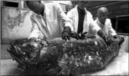  ??  ?? Staff at the National Museum of Kenya show a coelacanth caught by a fisherman on 21 November 2001.(Photo: Getty Images)