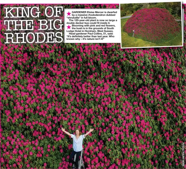  ??  ?? GARDENER Eloise Mercer is dwarfed by a massive rhododendr­on dubbed “shrubzilla” in full bloom.
The 120-year-old plant is now so large a double decker bus could fit inside it. Blooming with pink and red flowers, the bush is in the grounds of South Lodge Hotel in Horsham, West Sussex.
Head gardener Paul Collins, 51, said: “It’s definitely better than last year. Who knows why – it’s nature isn’t it!”