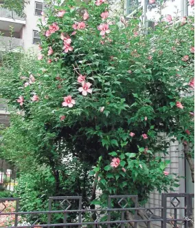  ?? LEE REICH VIA AP ?? Not related to rose, rose of Sharon is a tough shrub that bears colorful blossoms and stands up to all sorts of weather conditions.