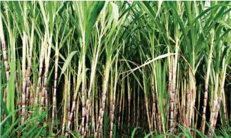  ?? (Representa­tional Image) ?? Micro-irrigation for all crops including sugarcane can significan­tly save water, labour, and fertiliser