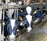  ??  ??  Milchkühe bei insgesamt  Rindern inklusive der Nachzucht beherbergt der Hof, der vor allem für Schulklass­en ein beliebtes Reiseziel ist.