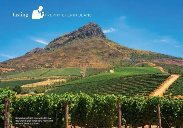  ?? ?? Südafrika hat sich als zweite Heimat des Chenin Blanc etabliert. Hier kennt man die Sorte als Steen.
