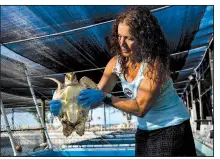  ?? The New York Times/SCOTT MCINTYRE ?? Turtle Hospital manager Better Kirkelbach lifts a loggerhead turtle out of its tank to clean at the hospital in Marathon, Fla.