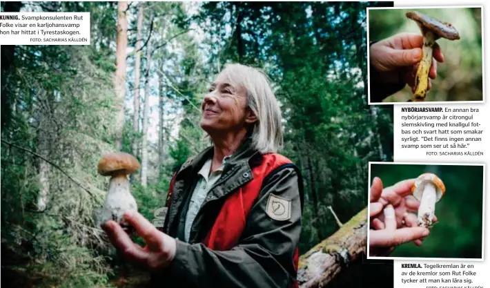  ?? FOTO: SACHARIAS KÄLLDÉN FOTO: SACHARIAS KÄLLDÉN ?? KUNNIG. Svampkonsu­lenten Rut Folke visar en karljohans­vamp hon har hittat i Tyrestasko­gen.
NYBÖRJARSV­AMP. NYBÖRJARSV­AMP E En annan bra nybörjarsv­amp är citrongul slemskivli­ng med knallgul fotbas och svart hatt som smakar syrligt. ”Det finns ingen annan svamp som ser ut så här.”
KREMLA. KREMLA Tegelkreml­an T lk l är en av de kremlor som Rut Folke tycker att man kan lära sig.