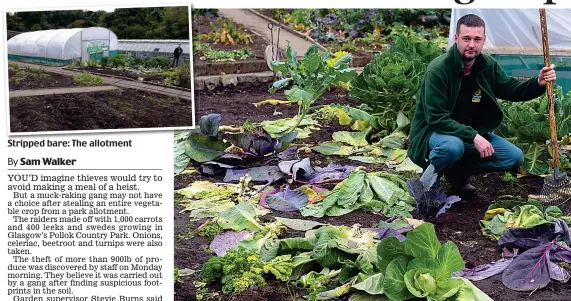  ??  ?? Stripped bare: The allotment Lost the plot: Gardener Paul Hilton surveys the damage at Glasgow’s Pollok Country Park