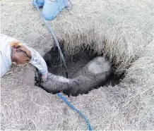  ?? LYNN DANYLUK/THE CANADIAN PRESS/HO ?? A horse named Digger was stuck in a sewage pit for days before he was found and pulled out. The horse was cleaned off and brought home, but was not able to recover and died early Sunday morning with his owners petting his neck.