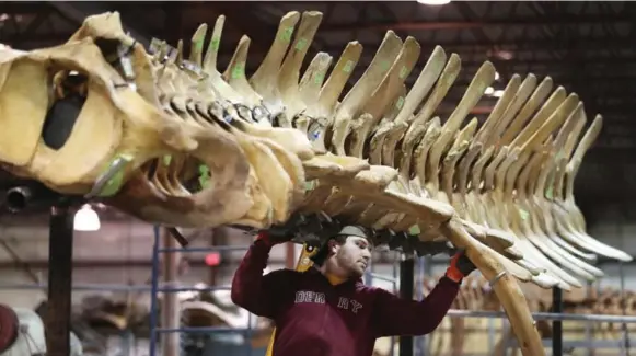  ?? STEVE RUSSELL/TORONTO STAR PHOTOS ?? A worker places ribs in their locations to figure out where the armature will go to hold them in place. The skeleton of the blue whale goes on display today at the Royal Ontario Museum.