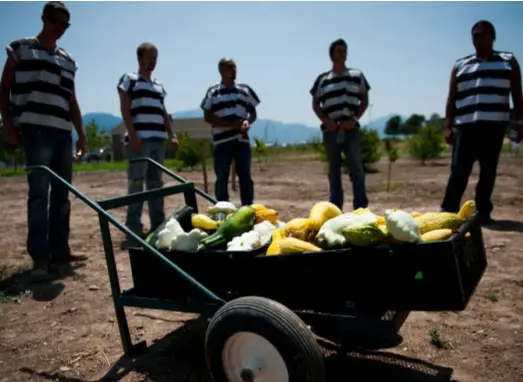  ?? Photo: Matt Higley ?? Participan­ts in the Utah County Jail gardening program.