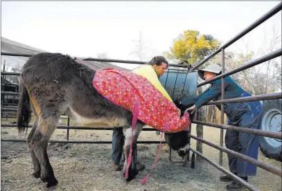  ?? Andrea Cornejo ?? Las Vegas Review-journal @Dreacornej­o Misty Sorensen, left, and Kelly Trobaugh cover their donkey with a blanket Sunday at Barn Buddies Rescue at Las Vegas Farm.